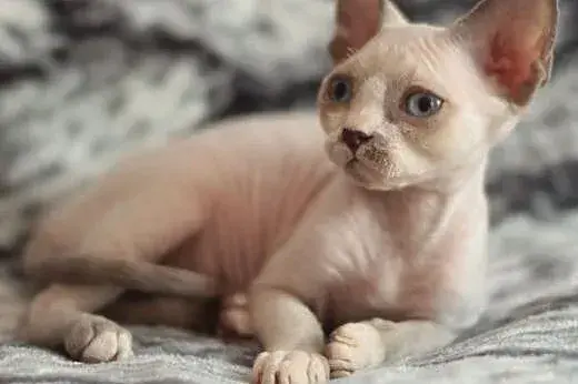 Kocięta Devon Rex w Łodzi - sprawdź hodowle i ceny kociąt