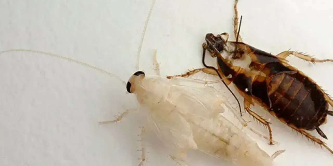 Una cucaracha albina y otra de piel de cucaracha marrón yacen juntas sobre una superficie blanca.