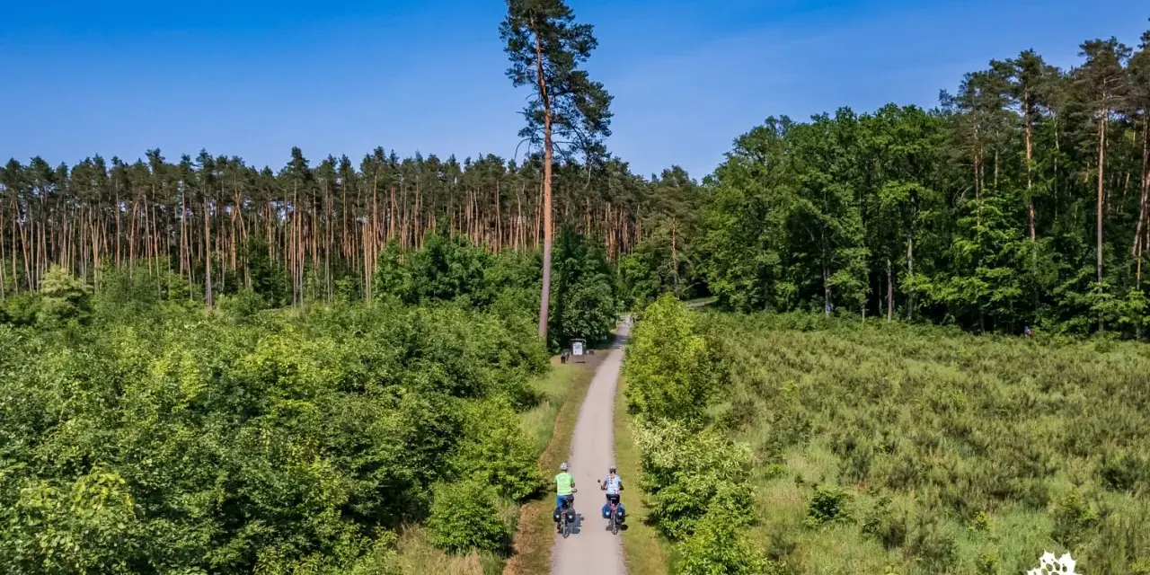 Dwie osoby na rowerach przemierzają leśne trasy rowerowe. Droga wiedzie przez gęsty las i polany.
