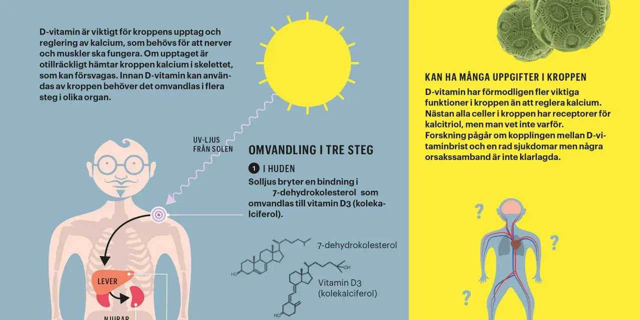 D-vitamin från solljus omvandlas i huden och sedan i lever och njurar. D-vitamin är viktigt för kalciumupptaget.