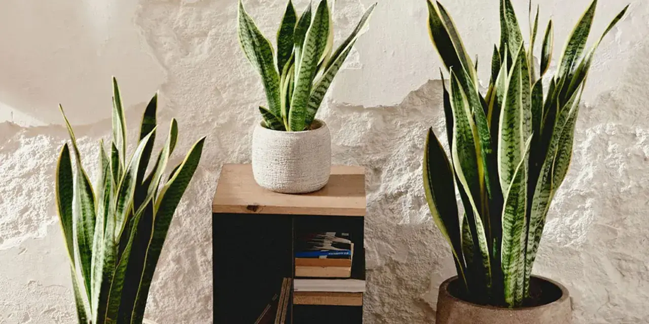 Tres plantas de lengua de la suegra, con sus hojas verdes y amarillas, decoran un rincón con pared texturizada.