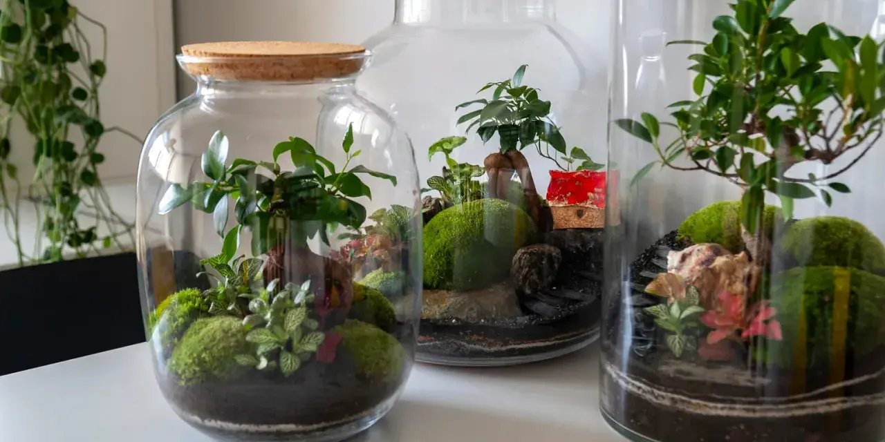 Miniaturowe ogrody w słoiku: bujna zieleń, mech i kamienie tworzą magiczny świat zamknięty w szkle.