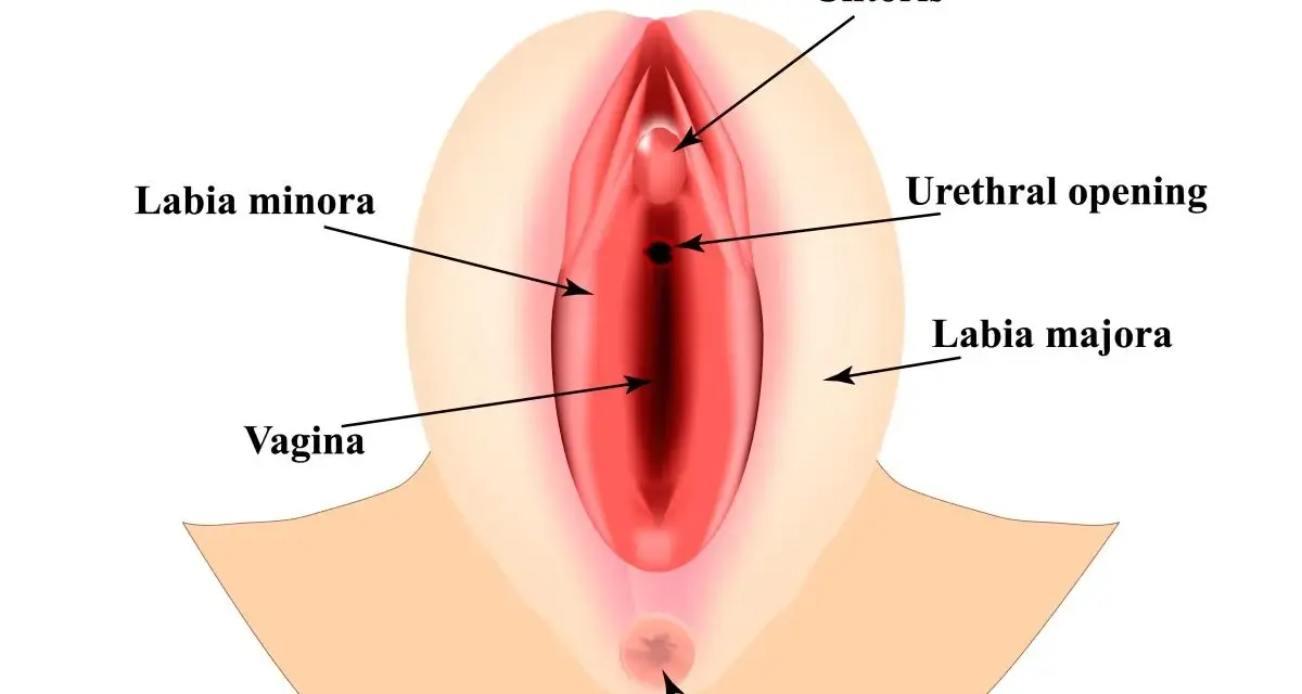 Anatomical illustration of female genitalia, showing clitoris, labia minora, labia majora, vagina, and urethral opening. Wielkie wargi sromowe otaczają delikatne struktury.
