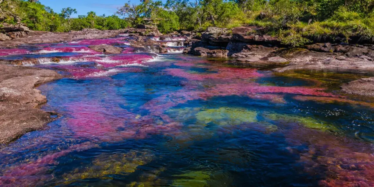 El río Caño Cristales, un espectáculo natural con aguas cristalinas y algas de vibrantes colores rojo, rosa y verde, rodeado de vegetación exuberante.