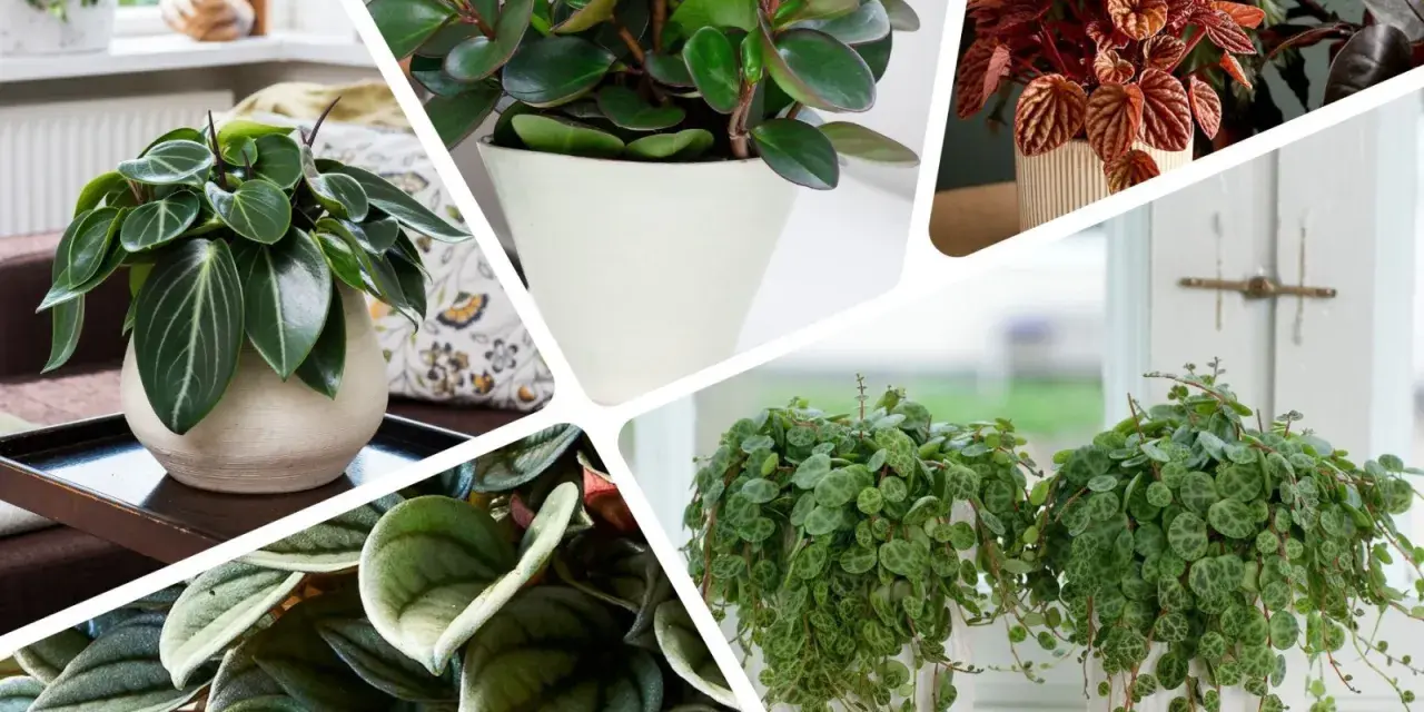 Kwitnie peperomia w doniczce, prezentując swoje zielone liście w różnych odcieniach i kształtach.