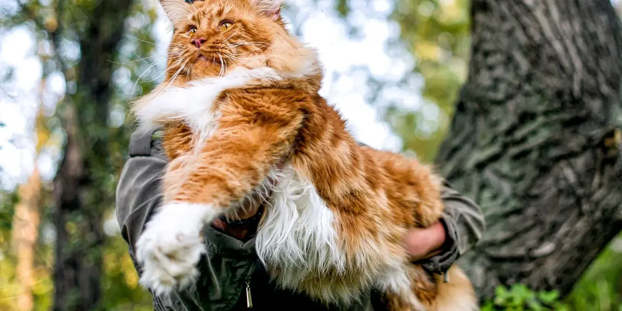 Rudzielec maine coon, majestatyczny kot, którego cena może zaskoczyć. W objęciach opiekuna, na tle leśnej przyrody.