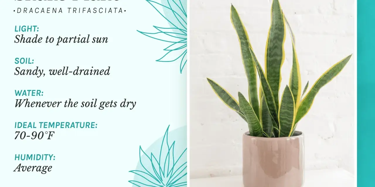 Snake plant care guide: light, soil, water, temperature, and humidity needs for this hardy houseplant.
