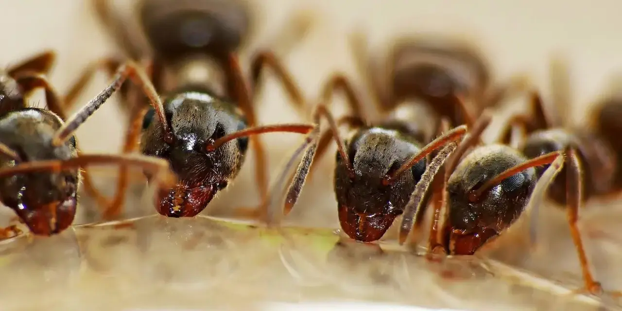 Des fourmis s'approchent d'une goutte d'eau oxygénée, comme si elles exploraient une nouvelle source d'eau pour leur fourmilière.