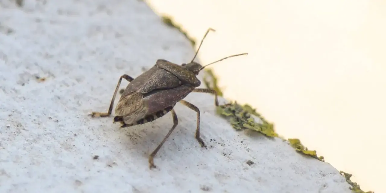 Un tipo de chinche marrón con antenas largas camina sobre una superficie blanca texturizada.