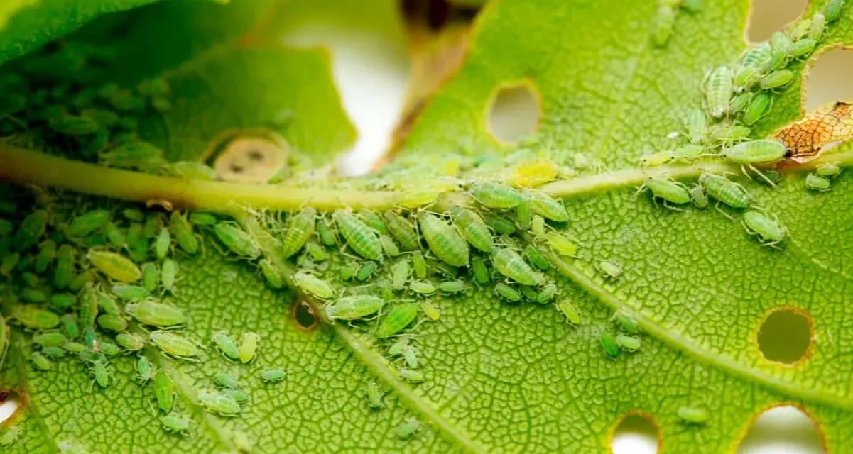 Colonia de pulgones verdes y algunos pulgones amarillos infestan un tallo y una hoja de planta, alimentándose de su savia.