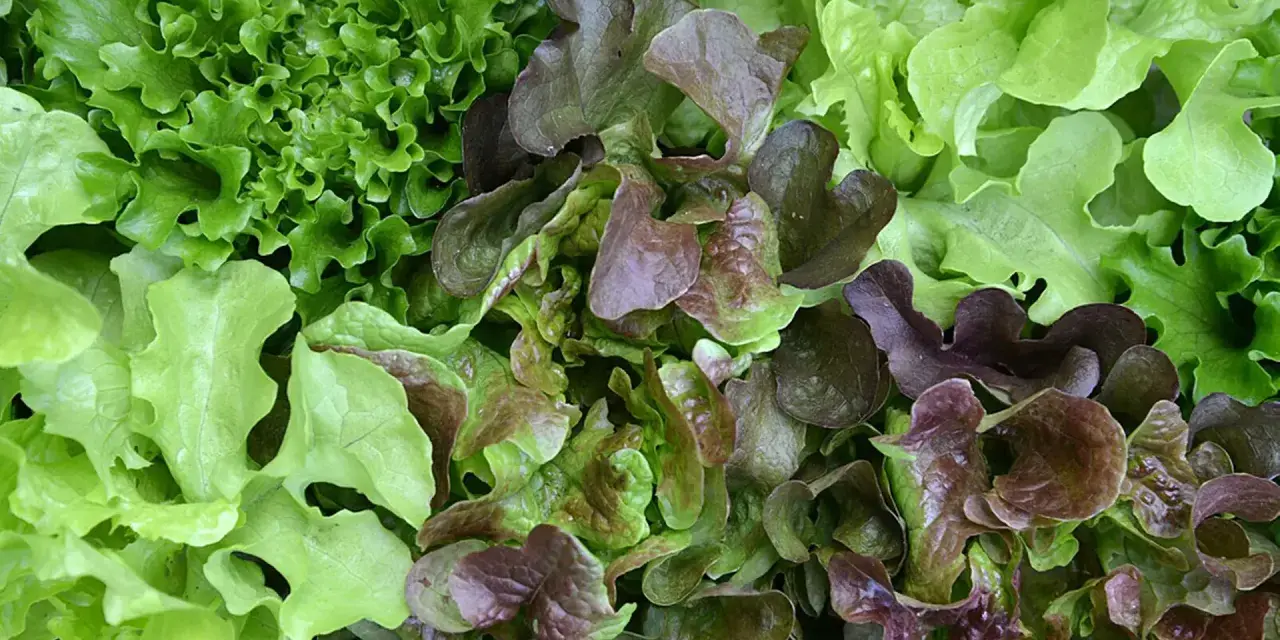 Bunte Salate, frisch geerntet. Perfekt für den Juli, wenn man noch schnell etwas ins Beet setzen möchte.