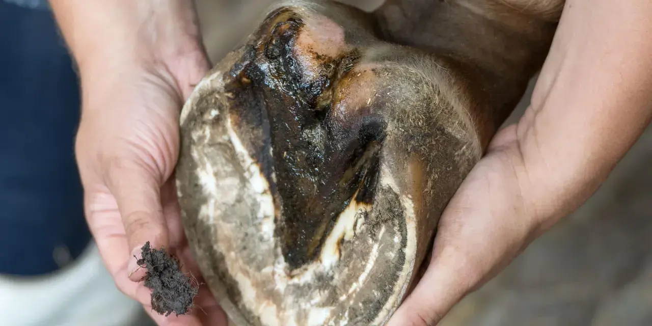 Gros plan sur un glome de cheval mou, sale et humide, tenu par des mains. Un petit tas de terre est visible dans une main.