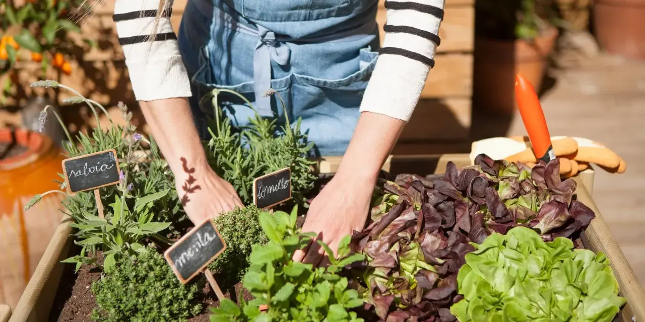 Manos cuidando un huerto en casa con lechugas, menta y salvia. Herramientas de jardinería a un lado.