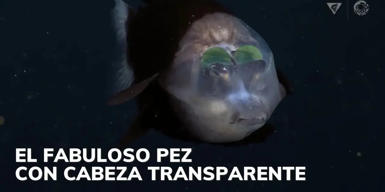 Un pez duende con cabeza transparente y ojos verdes brillantes nada en la oscuridad.