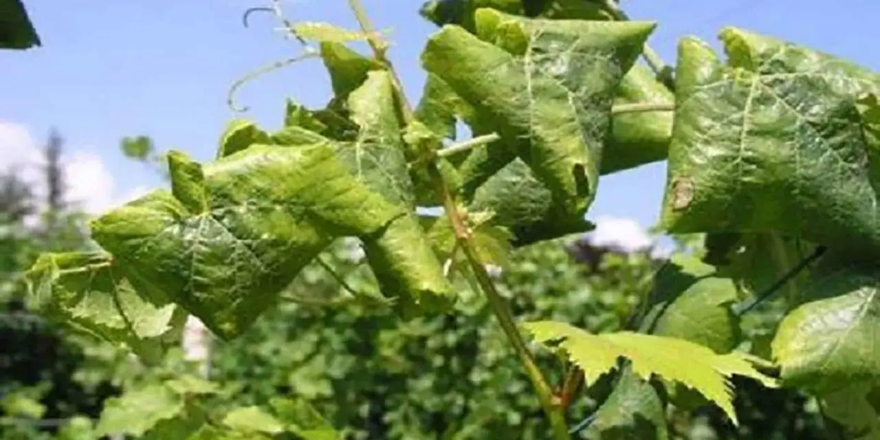 Foglie di vite accartocciate e ingiallite, sintomo della flavescenza dorata.
