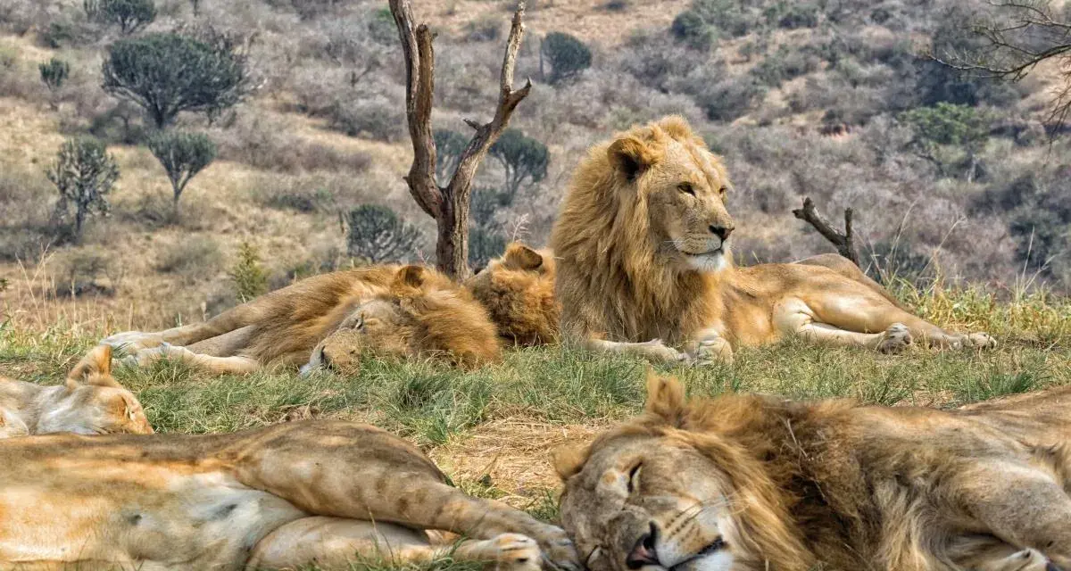 Lwy odpoczywają na trawie w Kruger Park. Jeden lew patrzy w bok, podczas gdy reszta śpi.