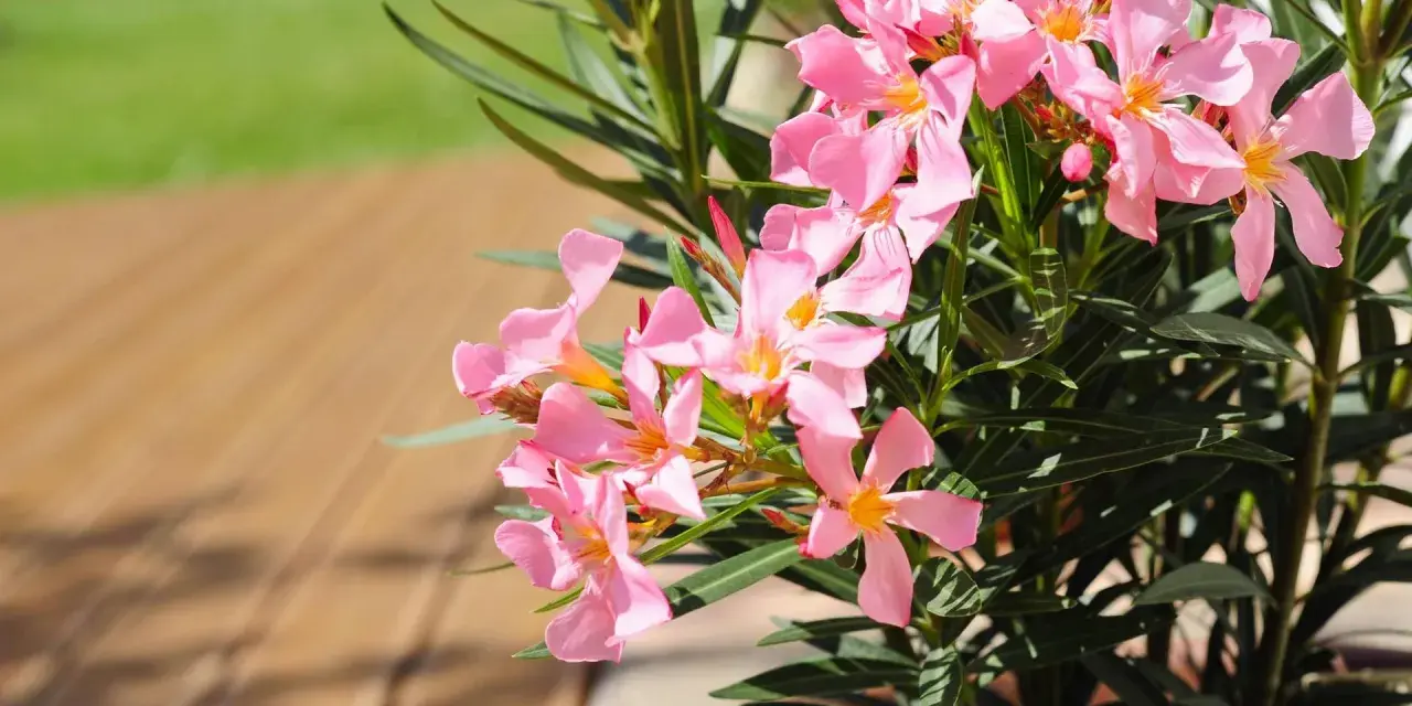 Ein Oleander mit zarten rosa Blüten steht bereit zum Umtopfen. Die Sonne scheint auf die Holzterrasse.