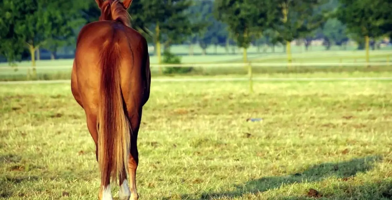 Un magnifique cheval bai, la crinière au vent, se tient dans un pré verdoyant.