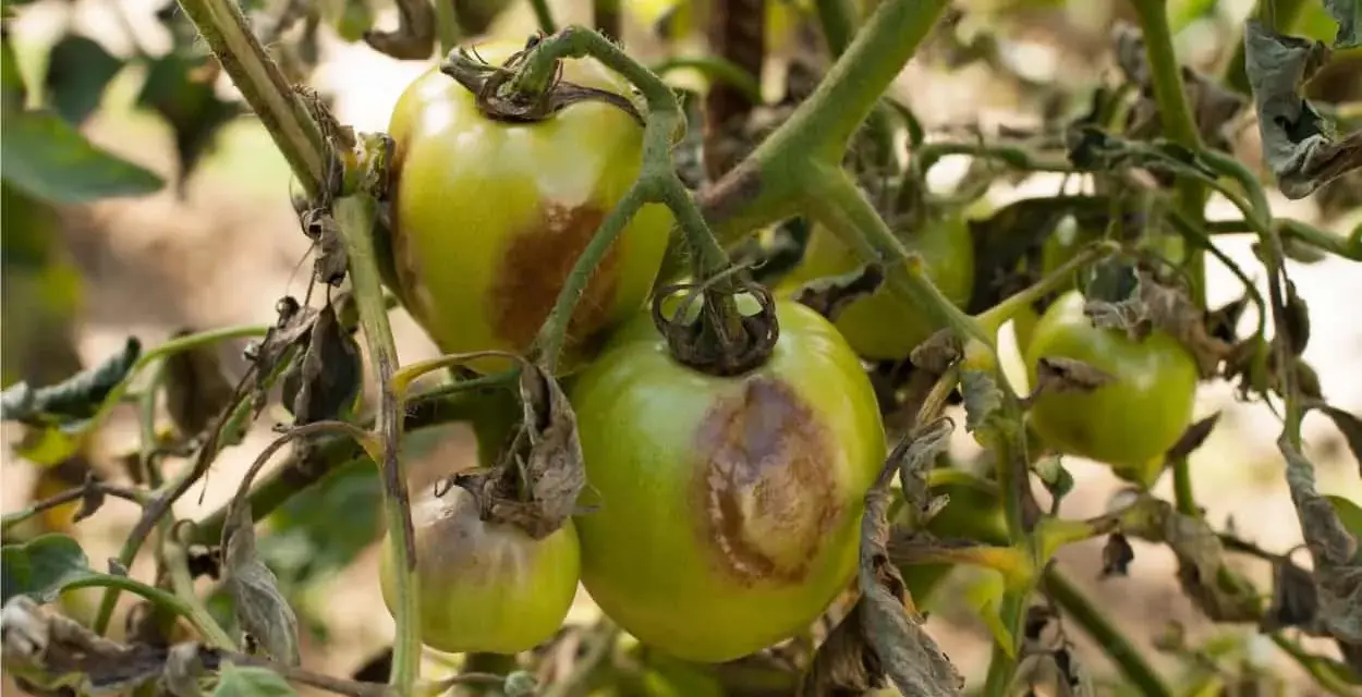 Pomodori verdi con macchie marroni e foglie secche, segni evidenti di malattie pomodori.