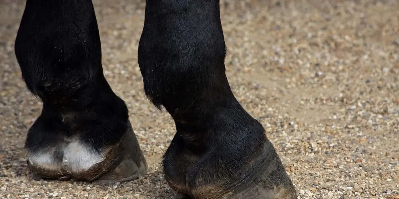 Gros plan sur les pattes d'un cheval noir, montrant le **sabot** d'un cheval, posé sur un sol gravillonné.