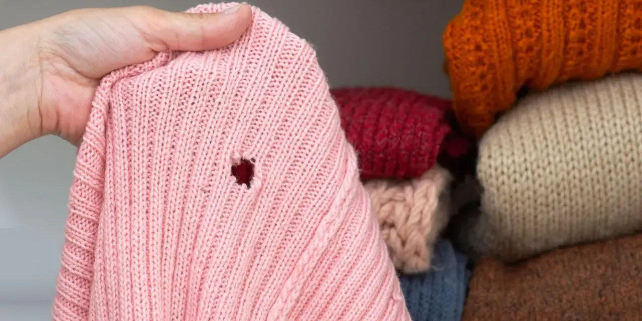 Różowy sweter z dziurą, odkryty podczas przeglądania stosu ubrań w szafie. Widać inne swetry w różnych kolorach.