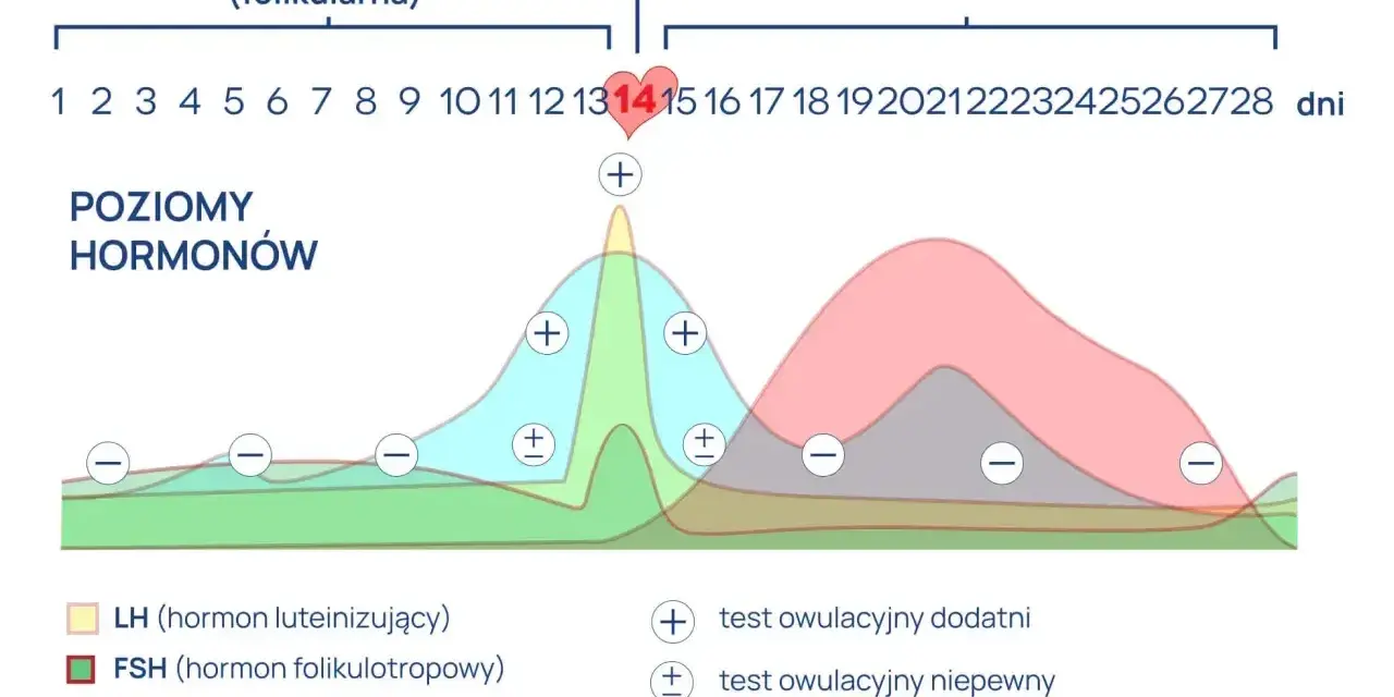 Wykres cyklu menstruacyjnego. Widać piki LH (hormon luteinizujący) i estrogenu przed owulacją. LH co to? To hormon kluczowy dla uwolnienia komórki jajowej.