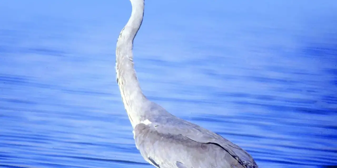 Una garza real, con su largo cuello curvado, espera pacientemente en las aguas azules.
