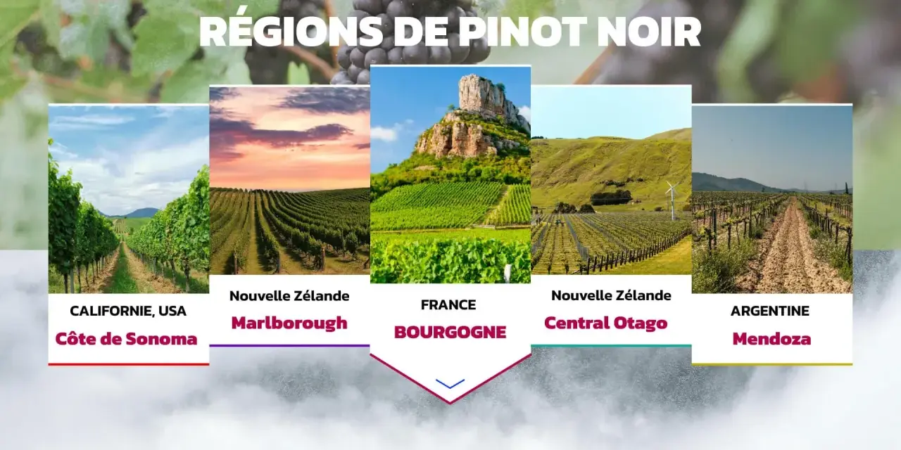 Cinq régions viticoles célèbres pour le pinot noir : Californie, Nouvelle-Zélande (Marlborough et Central Otago), France (Bourgogne) et Argentine (Mendoza).