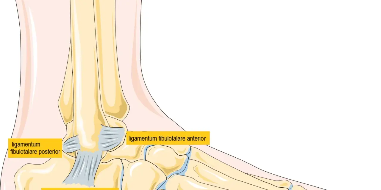 Illustration av fotens ledband: ligamentum fibulotalare posterior, ligamentum calcaneofibulare och ligamentum fibulotalare anterior.