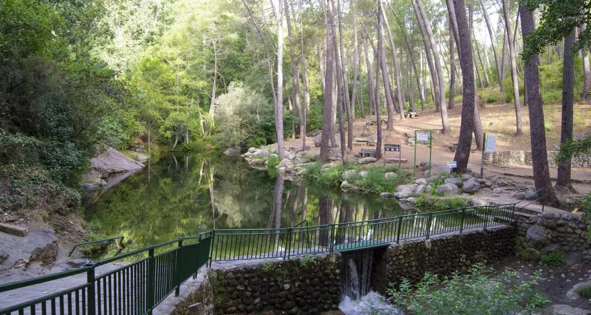 Un sereno camino de san pedro bordea un estanque rodeado de pinos. Un pequeño puente con una cascada conecta los senderos.