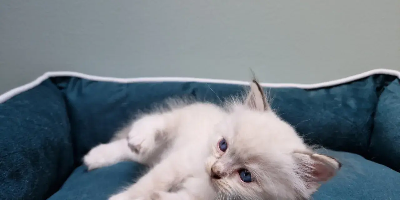 Uroczy kociak rasy ragdoll, jeszcze mały, leży na miękkim legowisku.