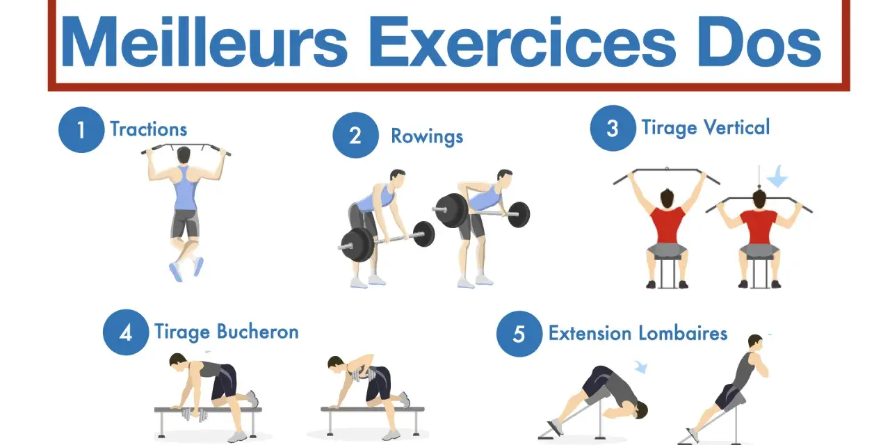 Illustration des meilleurs exercices pour le dos, incluant tractions, rowings, tirage vertical, tirage bûcheron et un exercice lombaire.
