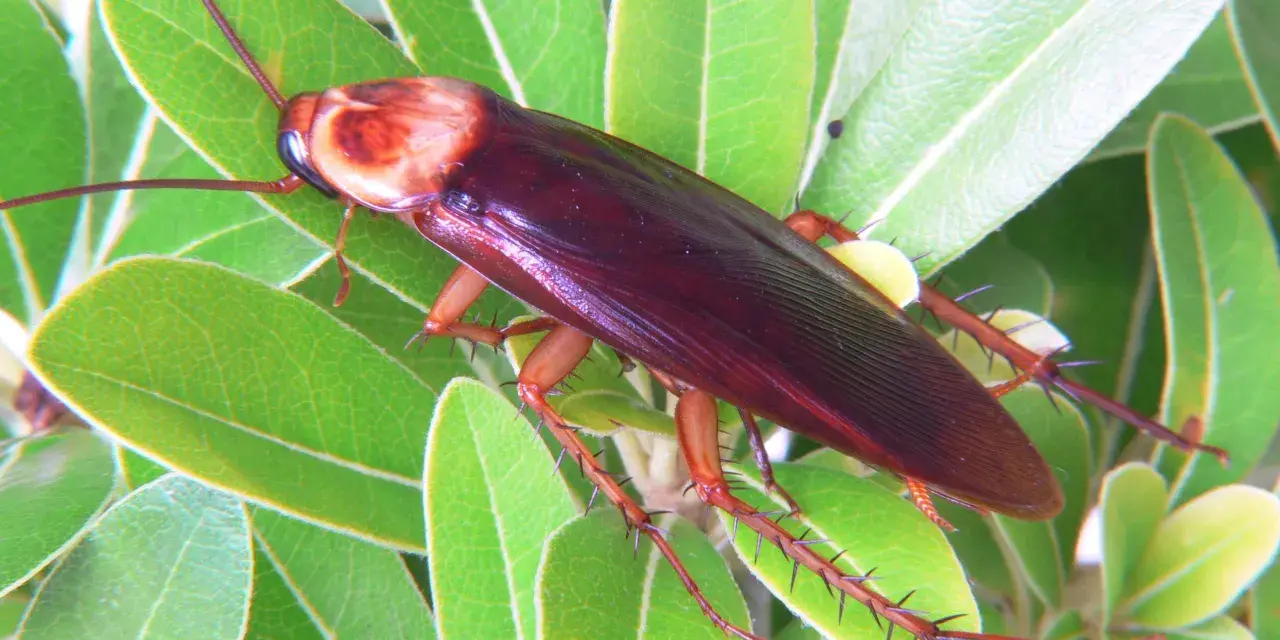 Una cucaracha americana de color marrón rojizo se posa sobre hojas verdes brillantes.