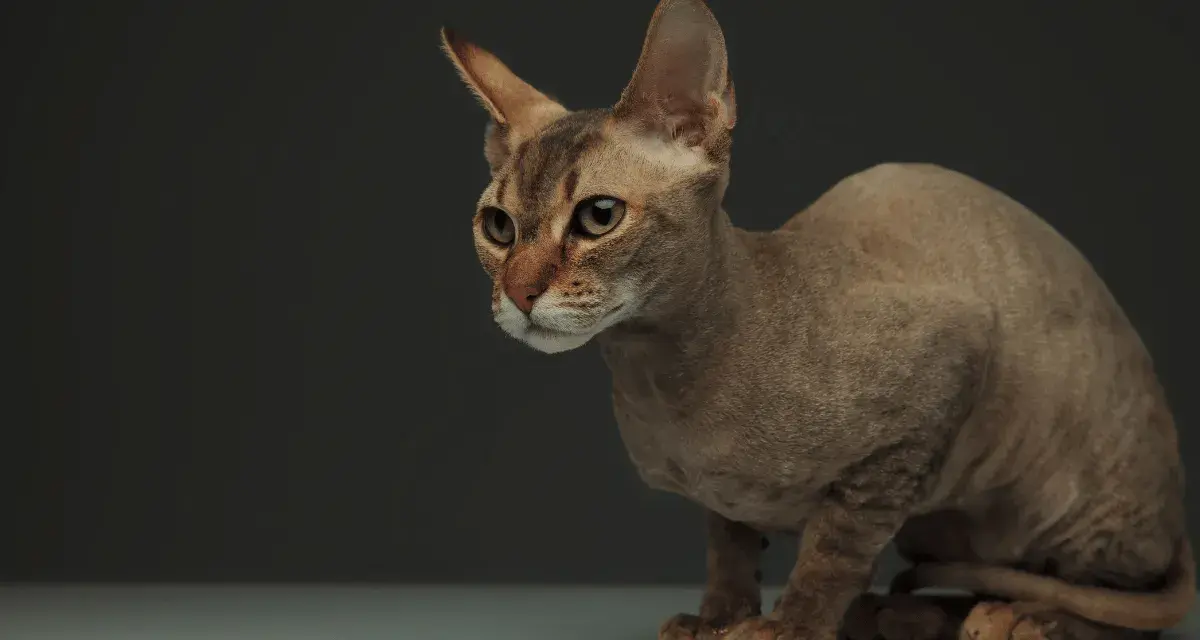 Uroczy kot rasy Peterbald, znany ze swojej unikalnej sierści. Sprawdź kot peterbald cena.