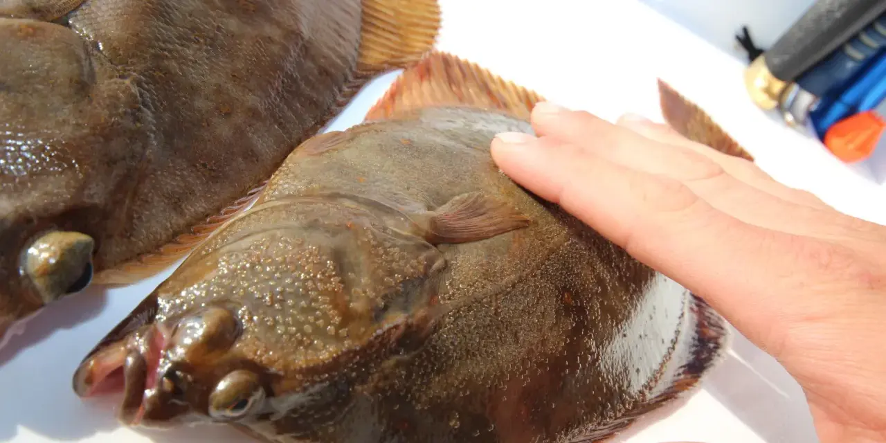 Zwei Plattfische liegen nebeneinander. Eine Hand berührt den einen Fisch. Hier wird der Unterschied zwischen Scholle und Flunder gezeigt.