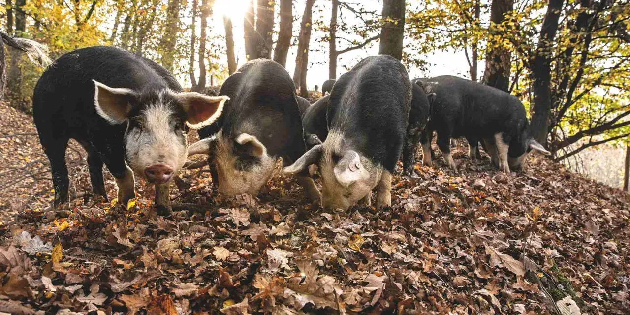 Un gruppo di suini, con il muso tra le foglie autunnali, cerca cibo nel bosco. Un maiale si volta verso l'obiettivo.