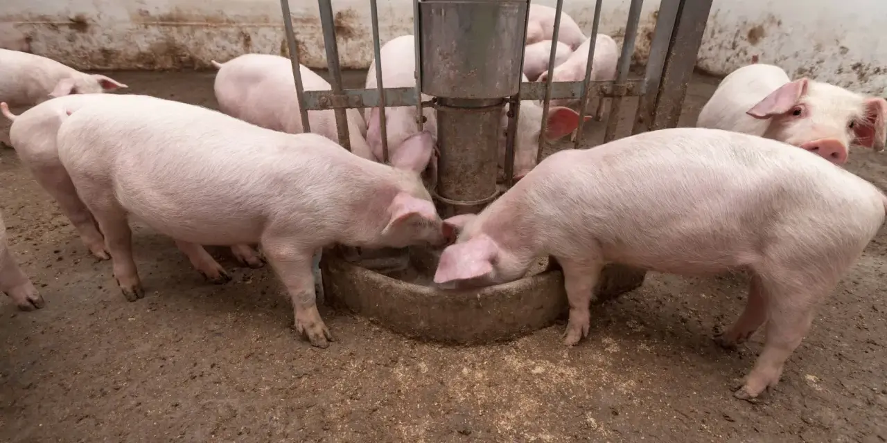 Maiali rosa si nutrono da una mangiatoia, mostrando quanto mangia un maiale al giorno.