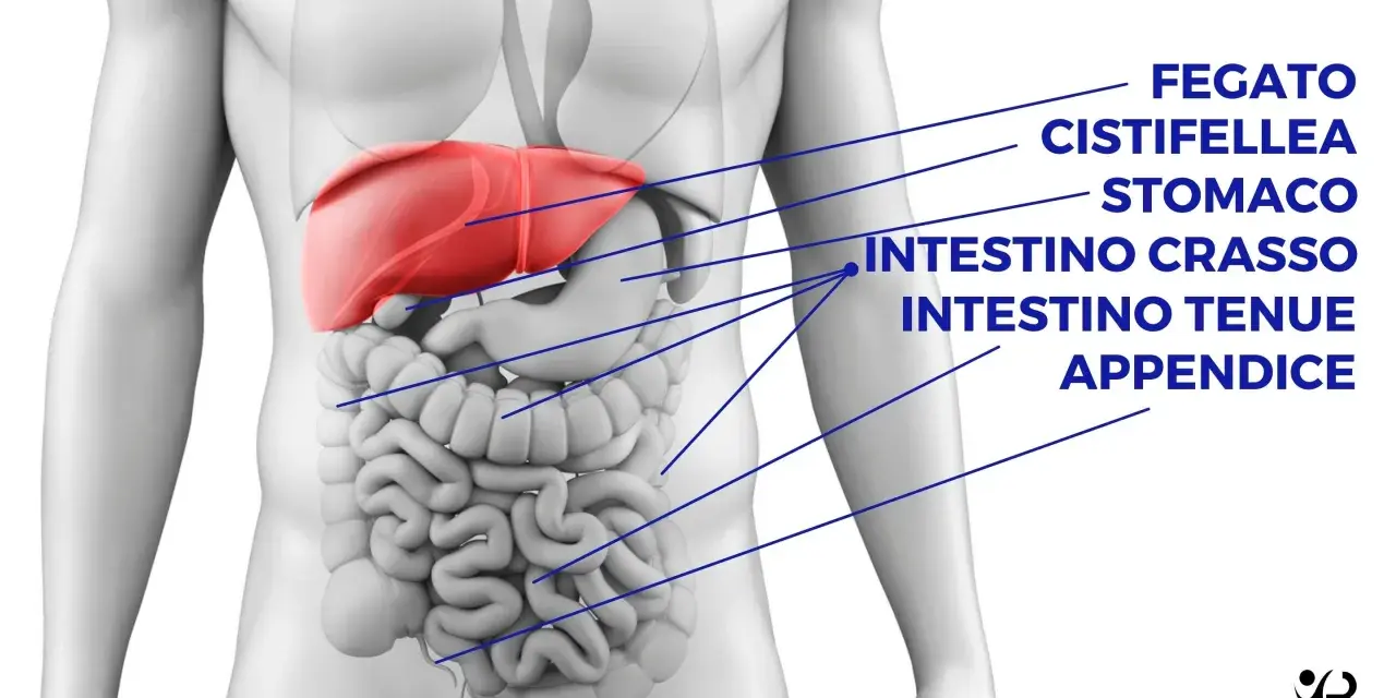 Anatomia umana: fegato, stomaco, intestino crasso e tenue. Cosa c'è sotto le costole a sinistra? L'intestino tenue e crasso.