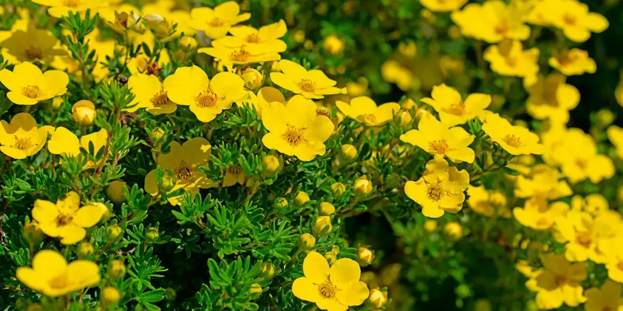 Buskar med intensivt gula blommor, som blommar rikligt under juli-augusti. De små, femtaliga blommorna lyser upp i det gröna.