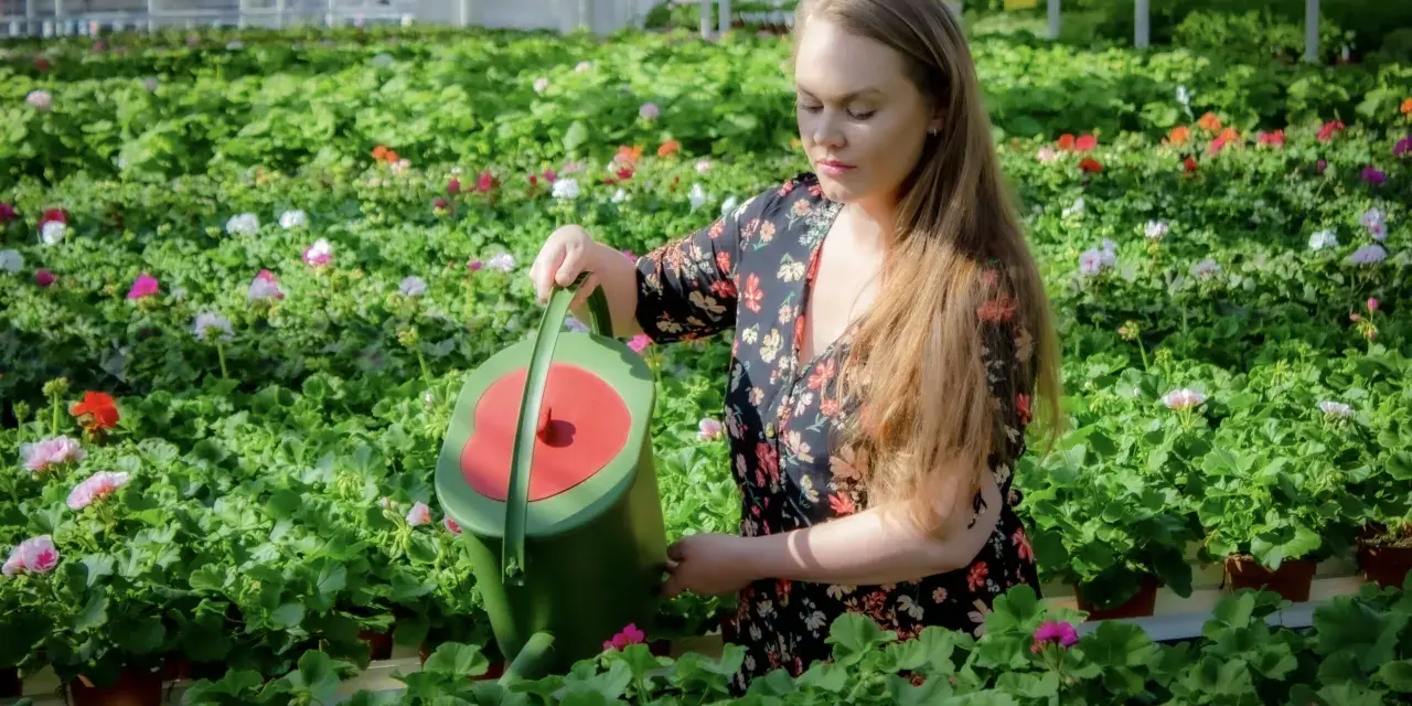 Kvinna vattnar blommor i ett växthus. Hon håller en grön vattenkanna och ger guldvatten inomhus till de frodiga plantorna.