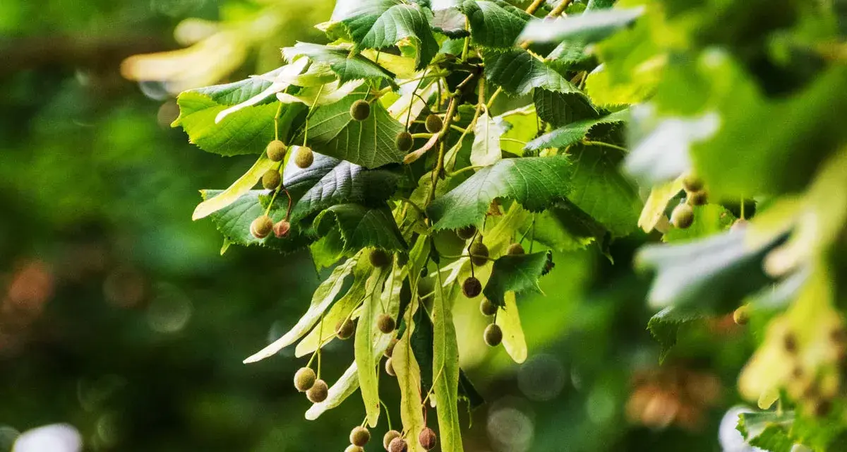 Rameau de tilleul avec ses fruits et feuilles vertes. Idéal pour une infusion tilleul enceinte, apaisante et naturelle.