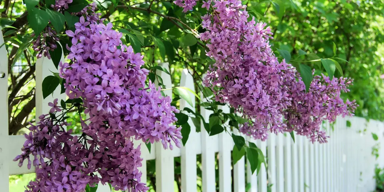 Lila syrenblommor hänger över ett vitt staket. Det är dags att beskära syrenen för att ge plats åt nya blommor.