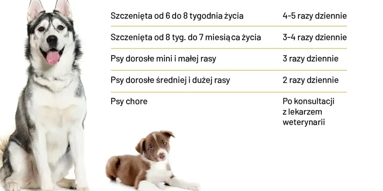 Tabela pokazuje zapotrzebowanie kaloryczne psa w zależności od wieku i rasy. Dorosłe psy średnich i dużych ras jedzą 2 razy dziennie.