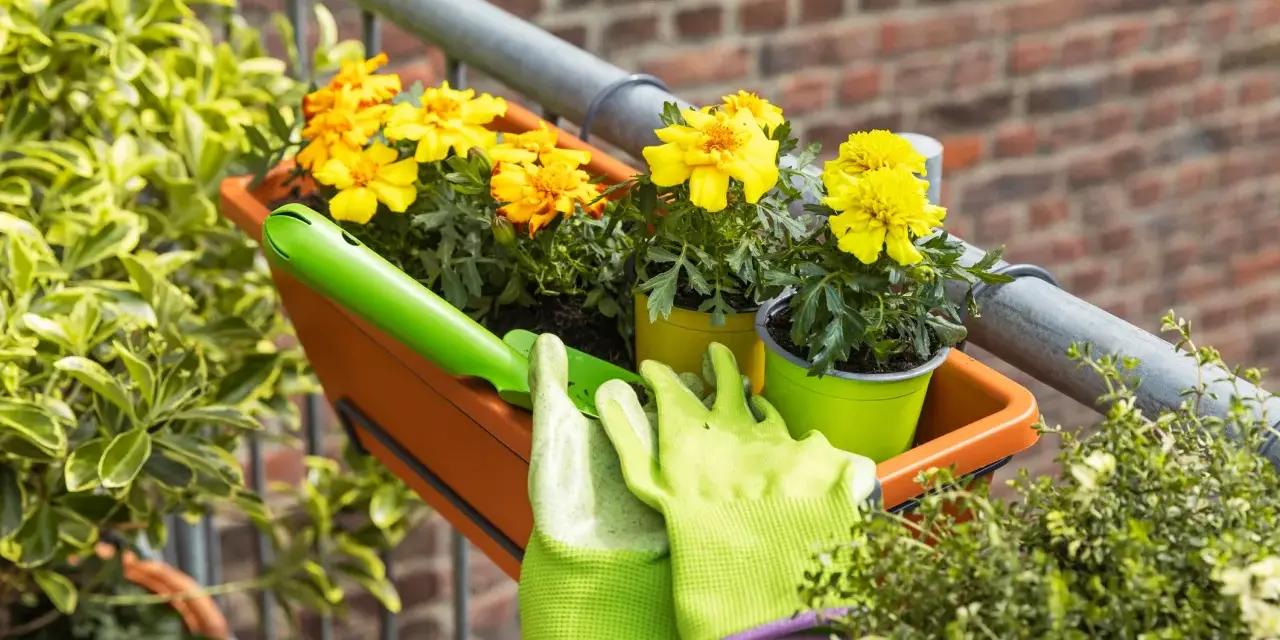 Balkonpflanzen sonne: Gelbe Blumen in einem orangen Kasten, bereit für die Pflege. Grüne Handschuhe und eine kleine Schaufel liegen daneben.