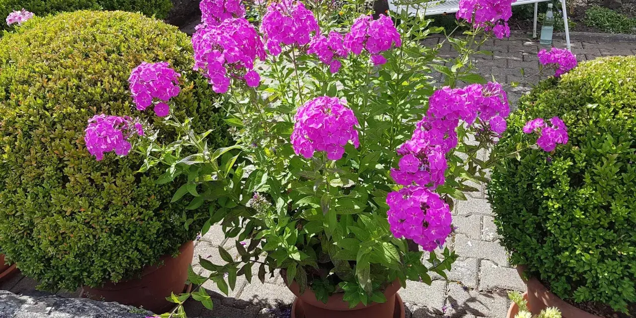 Ein üppiger **Phlox** blüht in leuchtendem Pink neben zwei perfekt geformten Buchsbäumen. Der sonnige **Standort** im Garten ist ideal für diese farbenfrohe Pracht.