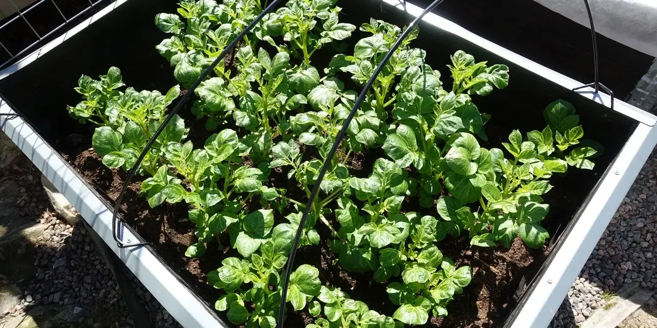 Gröna potatisplantor växer tätt i en pallkrage. Svårt att säga exakt hur många potatisar i en pallkrage, men många plantor ger hopp om god skörd.