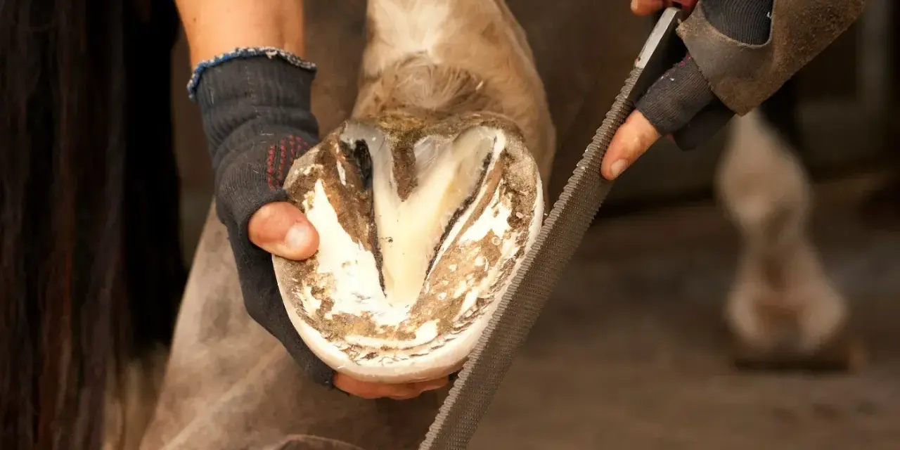 Un maréchal-ferrant lime la fourchette d'un cheval, s'assurant que le sabot est sain et sans pourriture.