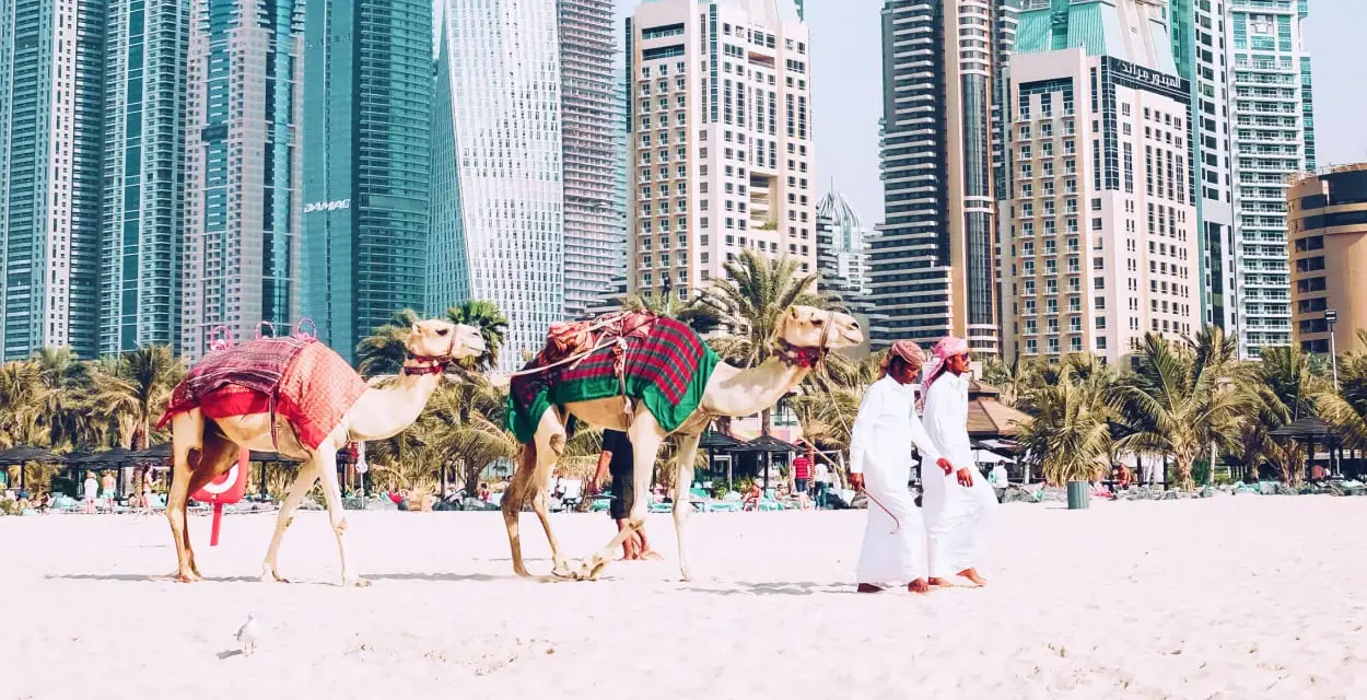 Dwa wielbłądy na plaży w Dubaju, obok palm i drapaczy chmur. Zastanawiasz się, ile się leci do Dubaju?