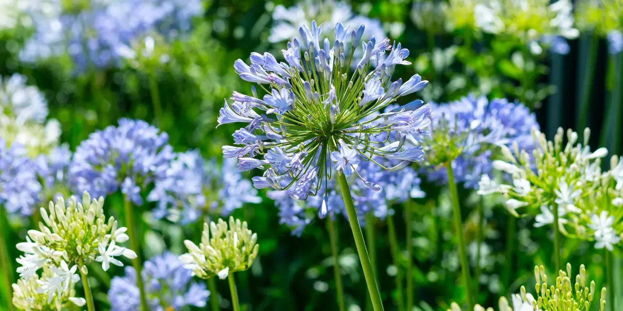 En närbild av en afrikas blå lilja med sina delikata, ljusblå blommor som sträcker sig mot himlen. I bakgrunden syns fler blommor och grönska.