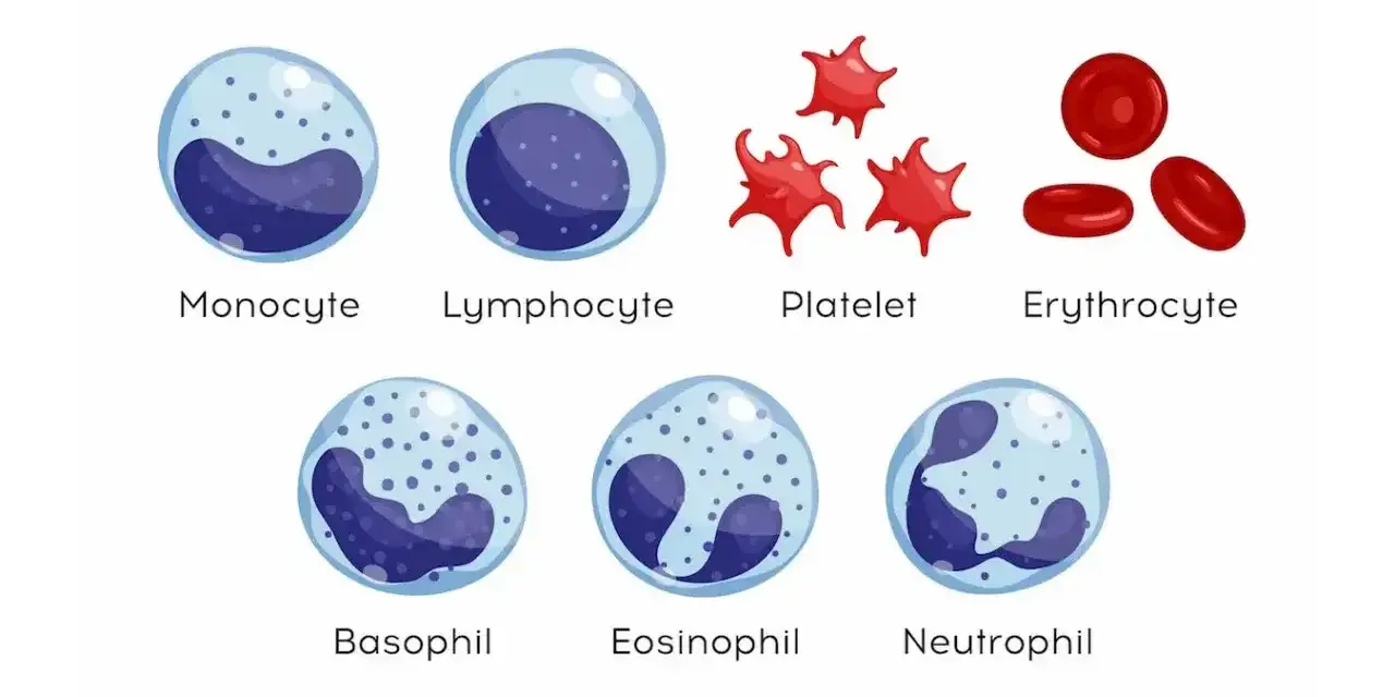 Ilustracja komórek krwi: monocyt, limfocyt, płytka krwi, erytrocyt, bazofil, eozynofil, neutrofil. Podwyższone leukocyty mogą wskazywać na infekcję.